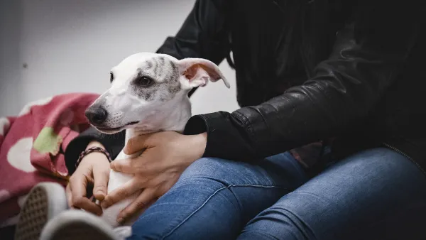 Yliopistollinen eläinsairaala: Whippetin puudutus pitkittyy